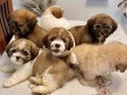 Shih Tzu -Puppies