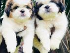 Shih tzu pupies