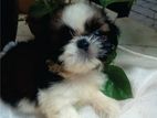 Shih Tzu Puppies