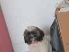 Shih Tzu Pupies