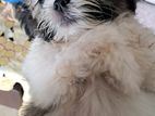 Shih Tzu Puppy