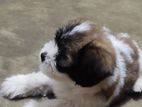 Shih Tzu Puppy