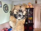 Shih Tzu Puppies