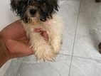 Shih Tzu Puppies