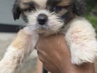 Shih Tzu Puppies