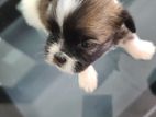 Shih Tzu Puppies