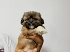 Shih Tzu Puppies
