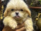Shih Tzu Puppies