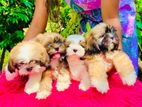 Shih Tzu Puppies Female