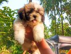 Shih Tzu Puppies