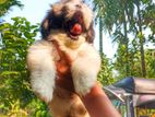 Shih Tzu Puppies