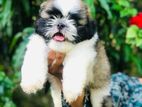 Shih Tzu Puppies