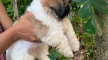 Shih Tzu Puppies