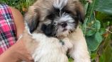 Shih Tzu Puppies