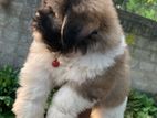 Shih Tzu Puppies