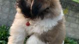 Shih Tzu Puppies