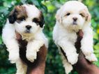 Shih Tzu Puppies
