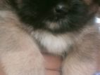 Shih Tzu Puppies