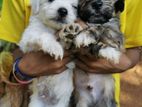 Shih Tzu Puppies