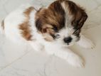 Shih Tzu Puppies