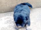 Shih Tzu Puppies