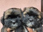 Shih Tzu Puppies