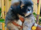 Shih Tzu Puppies