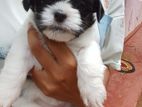 Shih tzu puppies