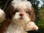 Shih Tzu puppies