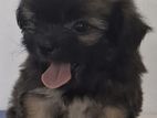 Shih Tzu Puppies
