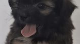 Shih Tzu Puppies