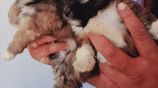 Shih Tzu Puppies