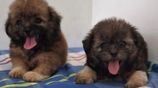 Shih Tzu Puppies