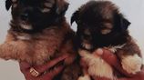 Shih Tzu Puppies