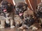 Shih Tzu Puppies