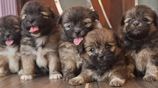 Shih Tzu Puppies