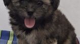 Shih Tzu Puppies