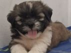 Shih Tzu Puppies