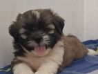 Shih Tzu Puppies
