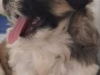 Shih Tzu Puppies