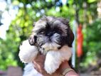 Shih Tzu Puppies