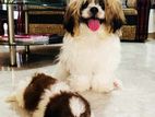 Shih Tzu Puppies