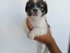 Shih Tzu Puppies