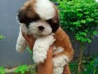 Shih Tzu Puppies