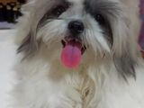 Shih Tzu Puppies