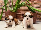 Shih Tzu Puppies