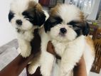 Shih Tzu Puppies