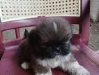 Shih Tzu Puppies