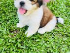 Shih Tzu Puppies