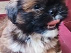 Shih Tzu Puppies